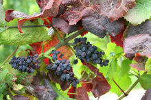 Bolezen modrikastega jezika se umirja, vse več težav pa v vinogradih povzroča zlata trsna rumenica