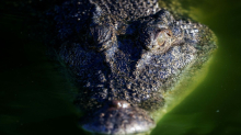 Krokodil badet in Pool von australischem Luxushotel