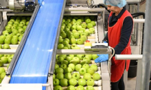 U Križu otvoren LDC za jabuke vrijedan 26 milijuna eura