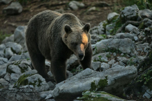 NSi zahteva nujno sejo pristojnih odborov in poziva k učinkovitemu upravljanju vprašanja medvedov