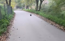 OPASNA ZVERKA SNIMLJENA U VALJEVU! Kada krene u napad, udara na NEZGODNO MESTO, čovek koji je snimio ima NEVEROVATNU SREĆU (VIDEO)