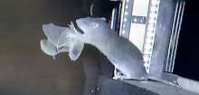 Forschende filmen Ratten, wie sie Fledermäuse im Flug angreifen und töten