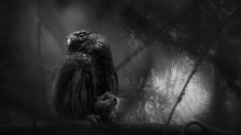 Ein neuer Blick: Europäischer Naturfotograf des Jahres: Gewinnerbilder, die verzaubern