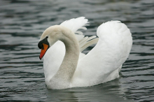 Pri labodu v Velenju potrdili ptičjo gripo, gre za prvi primer v letu 2025