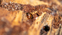 Schädlinge im Wald: Gute Nachricht für den Wald: Borkenkäferschäden gesunken