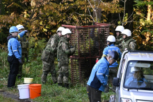 Oblasti na severu Japonske zaradi napadov medvedov na pomoč poklicale vojsko