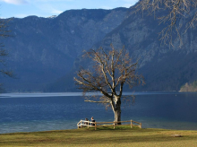 Pes, ki je poginil po kopanju v Bohinjskem jezeru, se ni zastrupil, zaužil je preveč kamenčkov