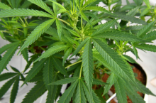 Zagovorniki: Zakon bo odpravil črni trg. Nasprotnike skrbijo posledice za zdravje.