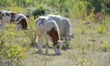 Veterinari upozoravaju: 'Potrebno ulaganje države, bolesti se šire, struke sve manje'