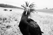 Rosegger Waldrappe sterben auf ihrer Reise ins Winterquartier