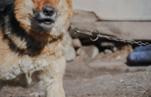 Privezovanje psov v domačem okolju je tudi uradno prepovedano