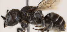 Megachile (Hackeriapis) lucifer: Neue Wildbiene mit Teufelshörnern entdeckt