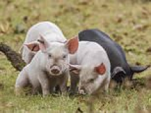 Villagers' fury over 'piggy tourists' who are harassing New Forest pigs to take selfies for likes on social media