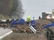 Chicken run... Police forced to close major road after trailer carrying birds overturns