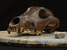 The evolution of man's best friend: Dogs began developing into different breeds 11,000 years ago - thousands of years before modern breeding practices