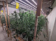 V dveh hišnih preiskavah zasegli več sadik konoplje, pri enem osumljencu tudi orožje