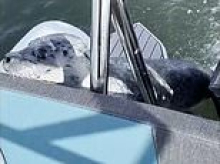 My fate is NOT sealed! Incredible moment seal escapes killer whales by jumping onto boat