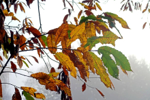 Po toplem in vlažnem koncu tedna ohladitev, proti koncu naslednjega tedna mogoče tudi sneženje