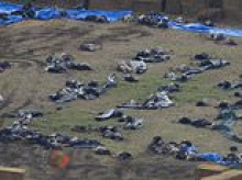 Massacre of the ostriches: How a stand-off between officials and a motley crew of animal lovers, anti-vaxxers and conspiracy theorists led to the slaughter of 314 giant birds