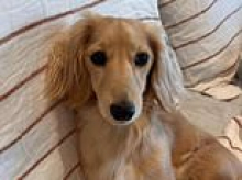 Devastated dog owner employs a PET DETECTIVE after her tiny dachshund Luna disappeared: 'She's my child'