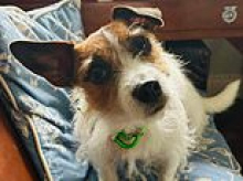 Queen's son Tom Parker Bowles battles '15-stone' dog as it attacks his Jack Russell - leaving the tiny pooch fighting for life