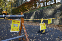 Po številnih smrtonosnih napadih na Japonskem stopnjujejo ukrepe zoper medvede