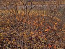 Cheeky cat blends into fall foliage - can you spot the feline friend in under 30 seconds?