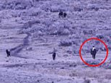 'Moron' Yellowstone tourist gets too close for comfort as he approaches bloodthirsty gang of WOLVES