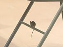 Luxe grocery store run by billionaire heir 'plagued by RATS' - but owner claps back against criticism