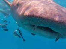 Heart-stopping moment diver's camera is swallowed by a shark