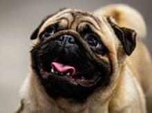 Designer dogs with trademark flat faces to disappear in the next decade