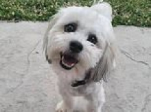 Owner of blind and deaf dog Teddy granted staggering payout after cop shot it dead