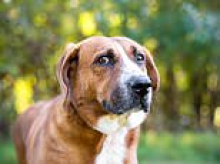 Is your dog autistic? Scientist claims pooches can be neurodivergent just like humans - here are the key signs to look out for