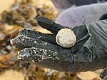 The source of mysterious balls that washed up on Aussie shore and baffled beachgoers is revealed