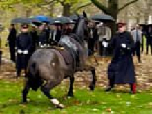 Chaotic moment Household Cavalry horse bolts through Green Park in central London