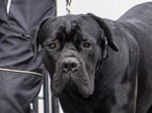 The surprising truth about the giant mastiff that fought the Queen's son as it savaged his Jack Russell Maud