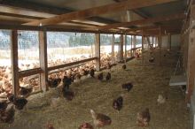 Vogelgrippe: In 62 Kärntner Gemeinden müssen Hühner im Stall bleiben