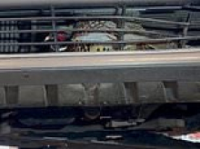 Pheasant Plucker: Wild bird rescued alive and unscathed 24 hours after it rams into car radiator grill