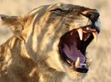 Paws-itively terrifying! Lions produce not just one, but TWO distinct types of roar, study finds