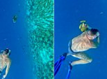 British snorkeler given a shock as he's bitten by a triggerfish during a swim in the Maldives
