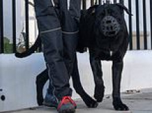 Muzzled at last! Giant mastiff that almost savaged the Queen's son's Jack Russell Maud is spotted with protective cage over its jaws as it goes out for a walk