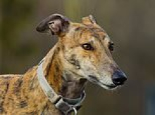 Man arrested for alleged shocking animal cruelty incident as dogs left to die at train station