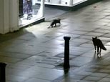Otter and fox team up for a night-time wander through city centre in unlikely friendship as onlookers wonder if it's the latest John Lewis Christmas advert