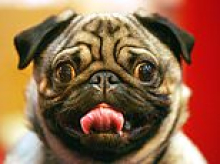 Crufts bans flat-faced designer dogs that can't breathe from prestigious competition