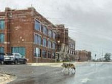 The tiny city being plagued by WOLVES as residents spot beast prowling near school in broad daylight