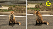 FOTO 'Mlada lisica luta Rijekom. Djeluje dezorijentirano, skriva se u vrtovima, često je tu vidim'