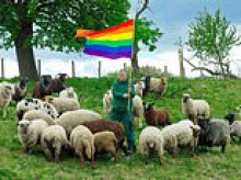 Wool of gay sheep makes its debut at a New York fashion show - raising money for rams 'that prefer same-sex partners'