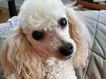 Poodle named Lily saves owner as she suffers heart attack