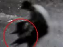 Urgent plea after dogs snatched from Sydney yard as 'dog-napper' remains on the run