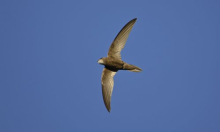 Održan izbor za 'Pticu godine', pobjednica je crna čiopa